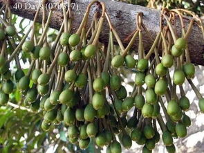 你每天都吃的南方水果 你知道是這樣長(zhǎng)出來的嗎