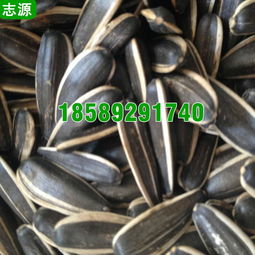 【志源6p瓜子烘干機(jī)環(huán)保節(jié)能小型五香瓜子干燥設(shè)備全國(guó)報(bào)價(jià)】-